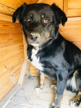 TAMO, Hund, Mischlingshund in Griechenland