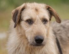 AYNAS, Hund, Mischlingshund in Kroatien