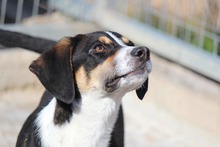 RALF, Hund, Mischlingshund in Griechenland