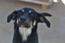 MONCHERIE, Hund, Mischlingshund in Griechenland
