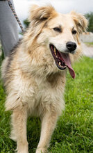 BLOSSOM, Hund, Mischlingshund in Bulgarien