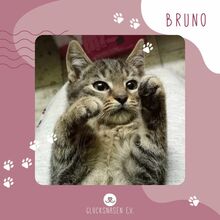 BRUNO, Katze, Europäisch Kurzhaar in Bulgarien