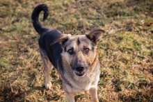 NANDO, Hund, Mischlingshund in Kroatien