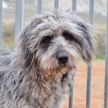 FLEKY, Hund, Mischlingshund in Spanien