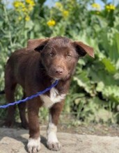 ARMIN, Hund, Mischlingshund in Rumänien