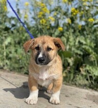 ANATOL, Hund, Mischlingshund in Rumänien