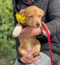 ANNIKA, Hund, Mischlingshund in Rumänien