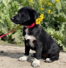 ARINA, Hund, Mischlingshund in Rumänien