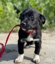 ANISSA, Hund, Mischlingshund in Rumänien