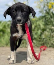 AGATA, Hund, Mischlingshund in Rumänien