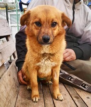 LACKY, Hund, Mischlingshund in Rumänien